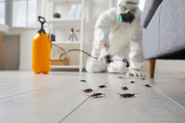 Commercial Kitchen Cockroach Control in Rocklin